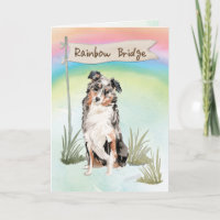 Australisches Shepherd Beileid über Regenbogen