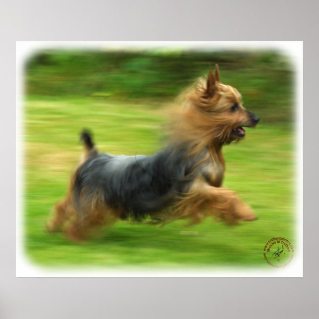 Australisches Silky Terrier Design Poster (Vorne)