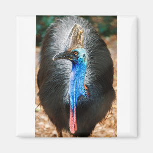Australisches Südkassobüro Magnet