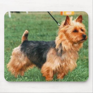 Australisches Terrier Mousepad