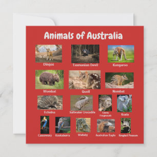Australisches Tier