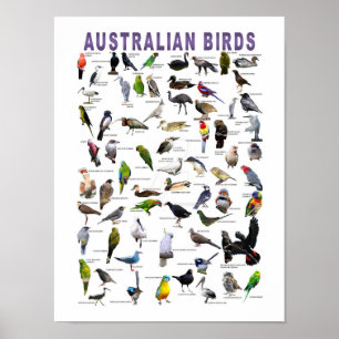 Australisches Vogeldiagramm Poster