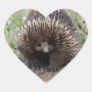 Australisches Wild-Echidna-Foto Herz-Aufkleber
