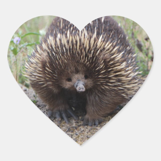 Australisches Wild-Echidna-Foto Herz-Aufkleber (Vorderseite)