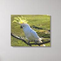 Australisches Yellow Sulfur Crested Cockatoo