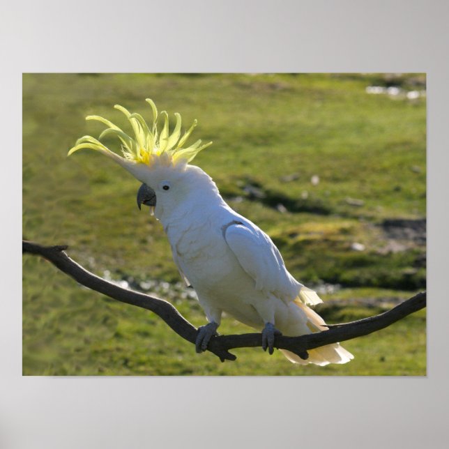 Australisches Yellow Sulfur Crested Cockatoo Poster (Vorne)