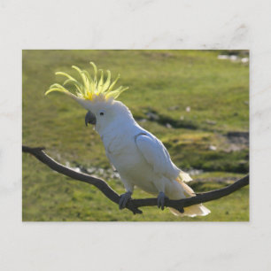 Australisches Yellow Sulfur Crested Cockatoo Postkarte