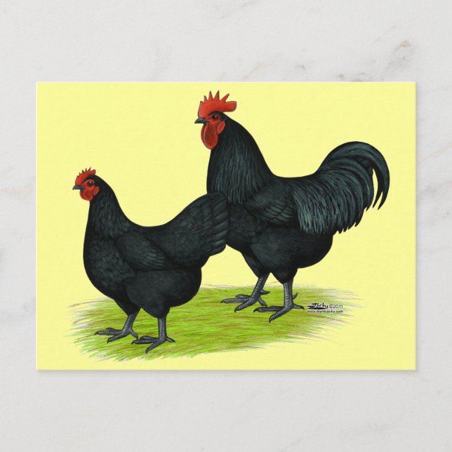 Australorp Black Chickens Postkarte (Vorderseite)