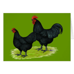 Australorp schwarze Hühner