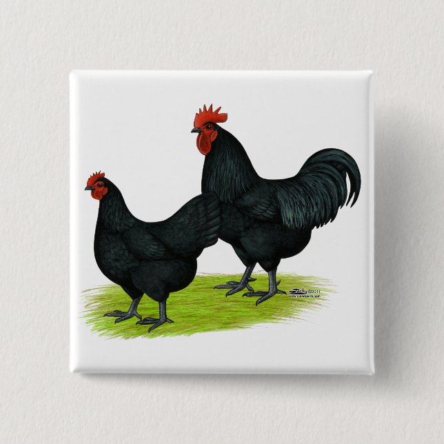 Australorp schwarze Hühner Button (Vorderseite)