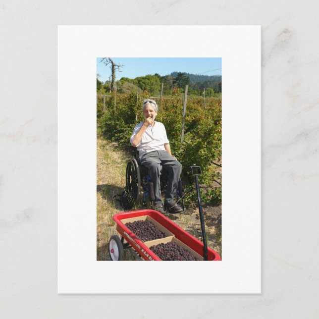 Auswahl von Olalliebeeren in Nordkalifornien Postkarte (Vorderseite)