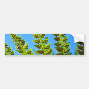Autoaufkleber Blaue Himmel Grüne Wald Farne