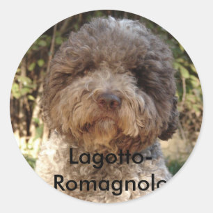 autocollant, Lagotto-Romagnolo Runder Aufkleber