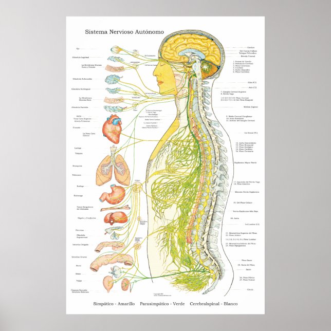 Autonomic Nervous System Poster in Spanish Medical (Vorne)
