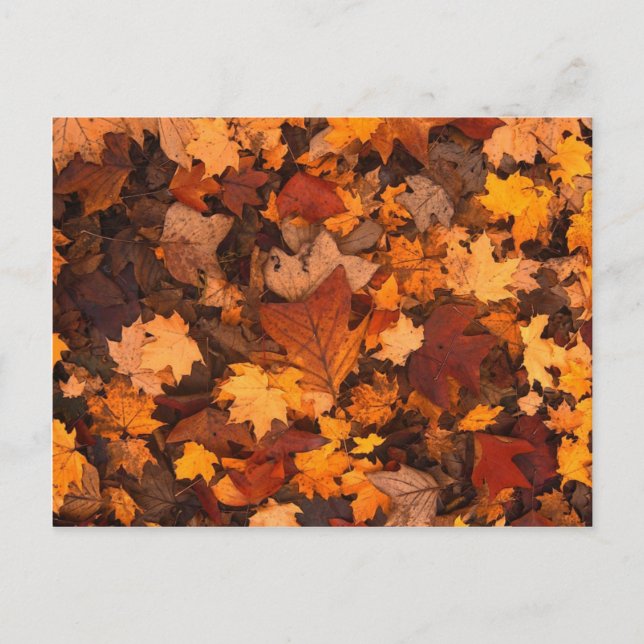 Autum-Blätter Postkarte (Vorderseite)