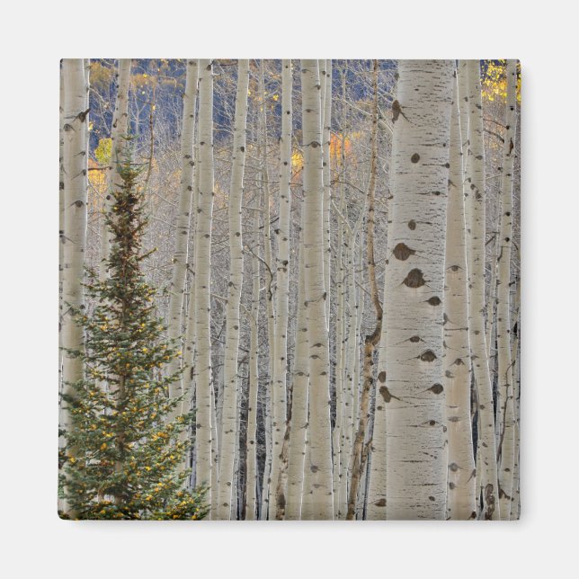 Autumn Aspen Groves | Colorado Rocky Mountains Magnet (Vorne)
