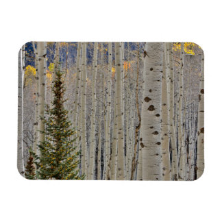 Autumn Aspen Groves | Colorado Rocky Mountains Magnet