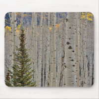 Autumn Aspen Groves | Colorado Rocky Mountains