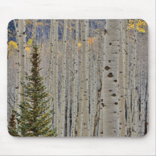 Autumn Aspen Groves Colorado Rocky Mountains Mousepad