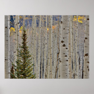 Autumn Aspen Groves   Colorado Rocky Mountains Poster