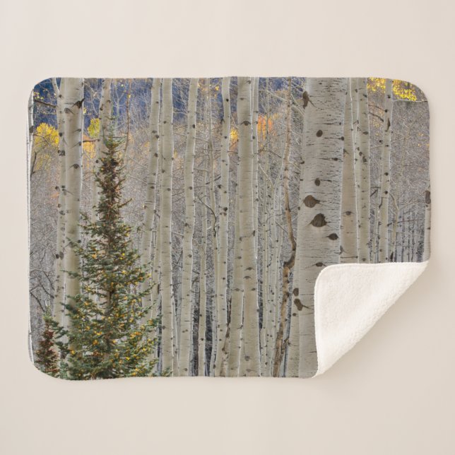 Autumn Aspen Groves | Colorado Rocky Mountains Sherpadecke (Vorderseite (Horizontal))