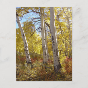 Autumn Aspen Postcard Postkarte