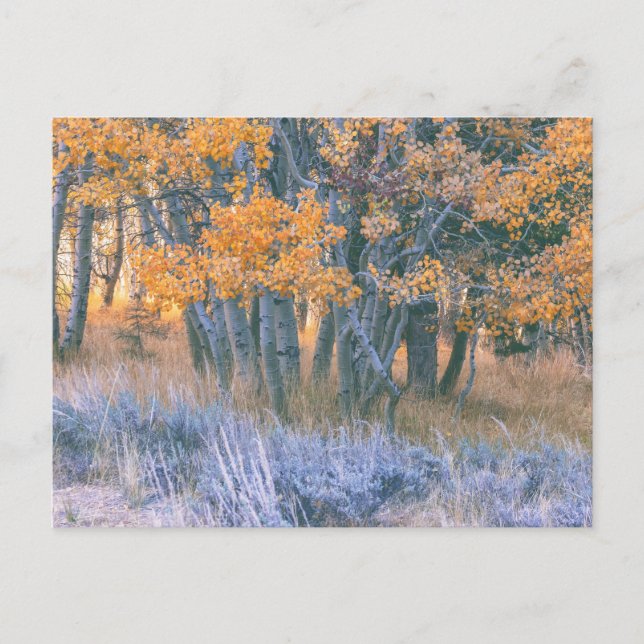 Autumn Aspens Forest Postkarte (Vorderseite)
