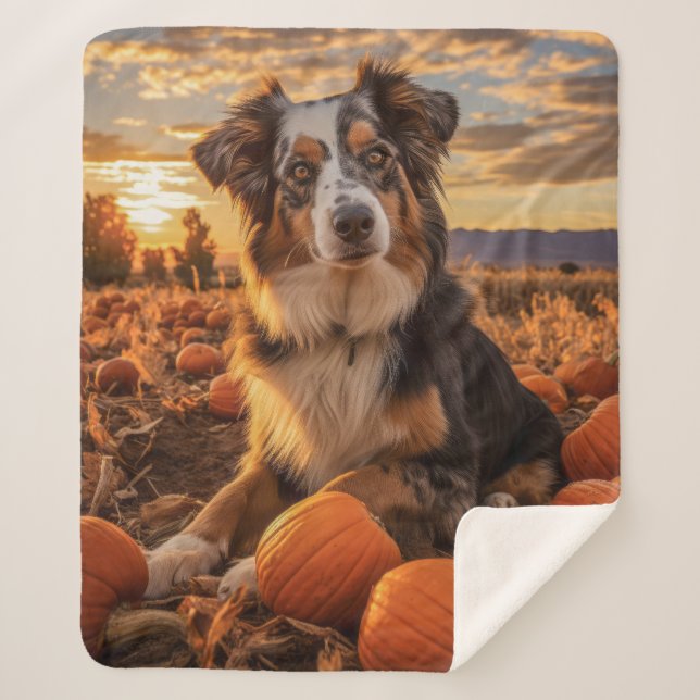 Autumn Australian Shepherd Sherpadecke (Vorderseite)