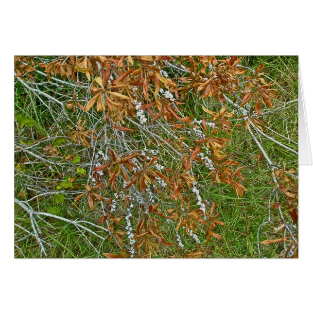 Autumn Bayberry Shrub (Vorderseite (Horizontal))