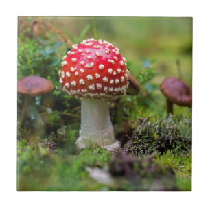 Autumn Beauty Fliese