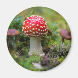 Autumn Beauty Magnet