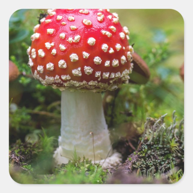 Autumn Beauty Quadratischer Aufkleber (Vorderseite)