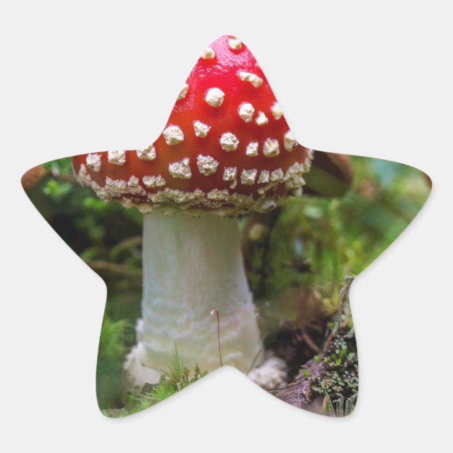 Autumn Beauty Stern-Aufkleber (Vorderseite)