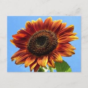 Autumn Beauty Sunflower Postkarte