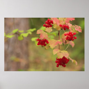 Autumn Berries Print Poster