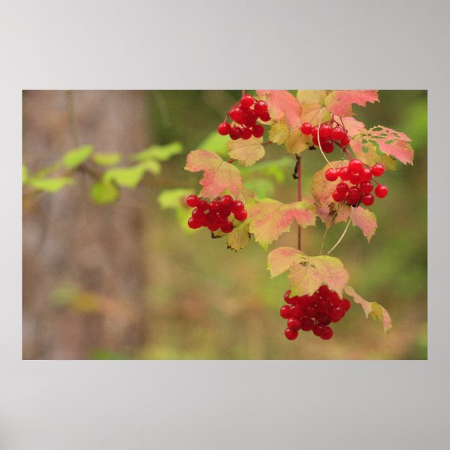Autumn Berries Print Poster (Vorne)