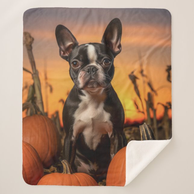 Autumn Boston Terrier Sherpadecke (Vorderseite)