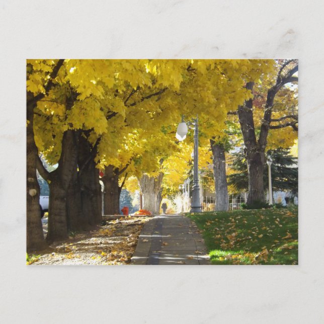 Autumn Canopy Postcard Postkarte (Vorderseite)