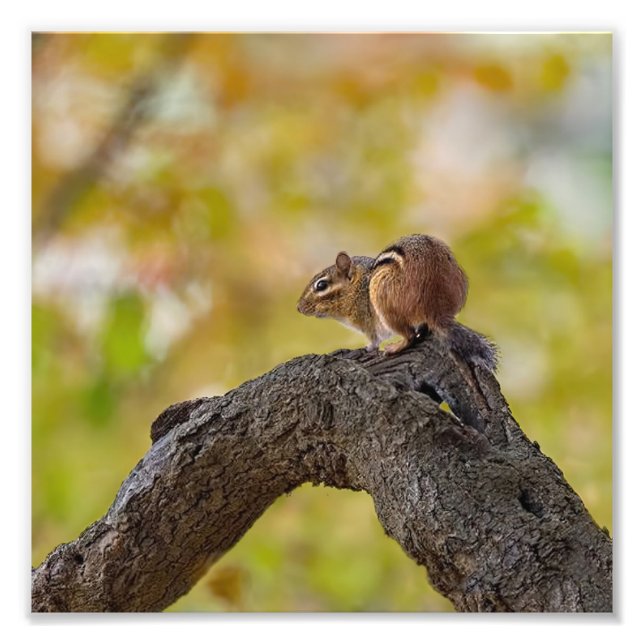 Autumn Chipmunk Fotodruck (Vorne)