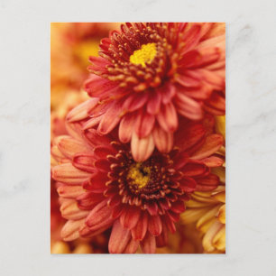 Autumn Chrysanthemum Flowers - Red and Gold Postkarte