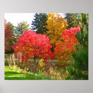 "AUTUMN DELIGHT"/FALL FARBE AN TOLEDO BOTANICAL POSTER