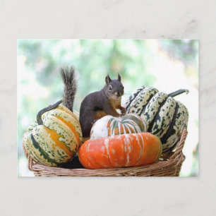 Autumn Eichirrel Postkarte