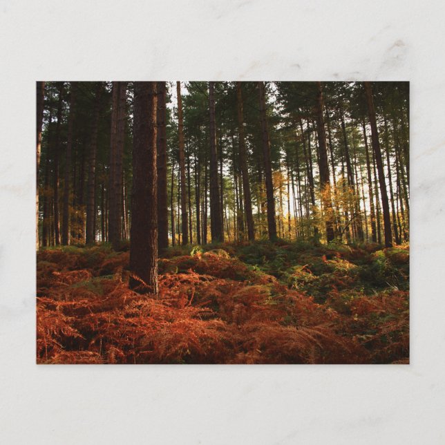 Autumn Ferns Postkarte (Vorderseite)