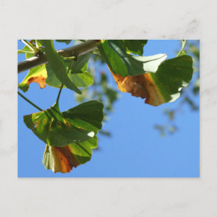 Autumn Ginkgo Biloba Blätter DIY Postcard Postkarte