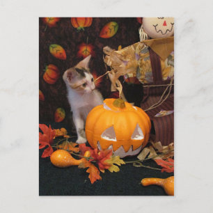 Autumn Kitten - Halloween Cat Card Feiertagspostkarte