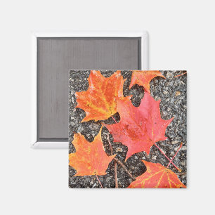 Autumn Leaf Collage Magnet