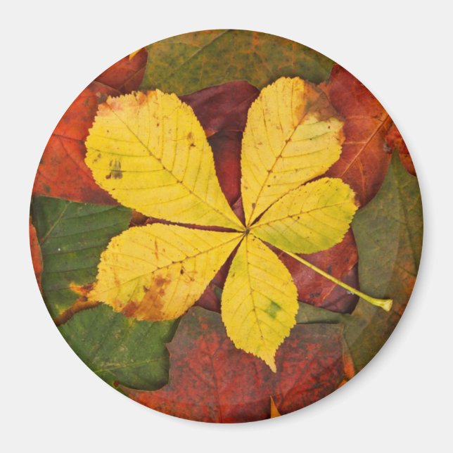 Autumn Leaf Magnet (Vorne)
