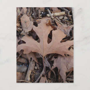 Autumn Leaf Postcard Postkarte
