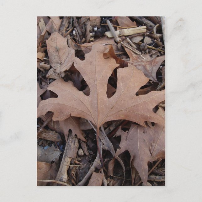 Autumn Leaf Postcard Postkarte (Vorderseite)