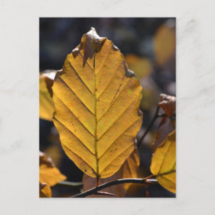 Autumn Leaf Postcard Postkarte